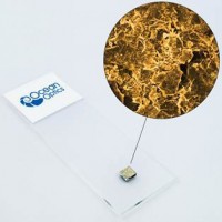 海洋光學納米海綿狀 SERS