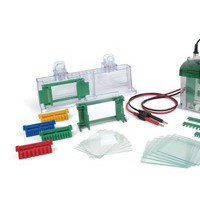 美國(guó)bio-rad伯樂(lè)165-8001Mini-ProteanTetra小型垂直電泳槽