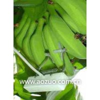 ENVIdata-Phy植物生理生態(tài)監(jiān)測系統(tǒng)