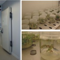 大型步入式植物生長室/人工氣候室