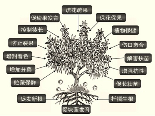 一種同時檢測蔬菜中多種植物生長調(diào)節(jié)劑殘留量的方法
