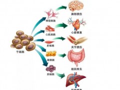 《人心肌細(xì)胞》等6項(xiàng)干細(xì)胞團(tuán)體標(biāo)準(zhǔn)公布 將促進(jìn)國(guó)際標(biāo)準(zhǔn)出爐