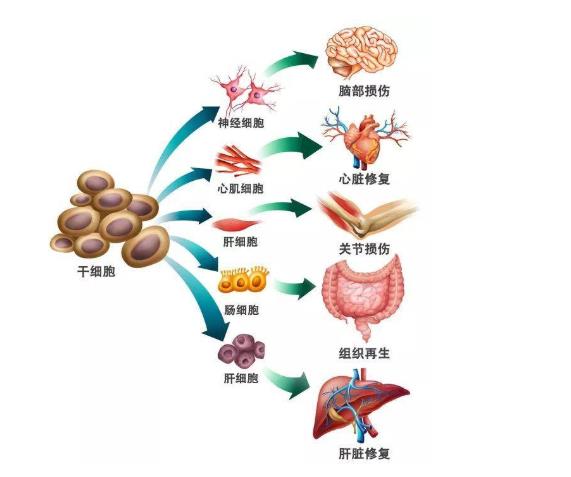 6項干細(xì)胞團(tuán)體標(biāo)準(zhǔn)