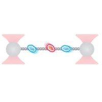 Lumick公司c-Trap 單分子熒光光鑷系統(tǒng)