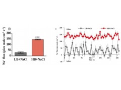 旭月公司耐鹽機(jī)制分析儀成功實(shí)現(xiàn)對(duì)植物根木質(zhì)部Na+卸載過(guò)程的檢測(cè)